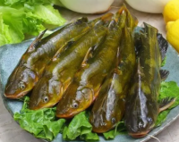 黄骨鱼的作用(黄骨鱼的作用与禁忌)