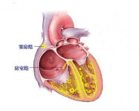 窦房结作用(窦房结的重要性)